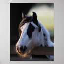 Zoek naar ras paarden posters Hek