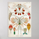 Zoek naar schaaldieren posters Kunst