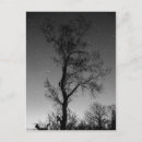 Recherche de l arbre cartes postales Étoiles
