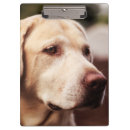 Recherche de labrador porte blocs Chien