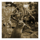 Recherche de deer posters Faune