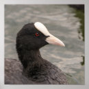 Recherche de eurasien posters Nature