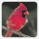 Recherche de cardinal autocollants Faune