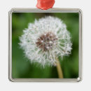 Recherche de pissenlit ornements Fleur