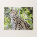Recherche de amur Amur leopard