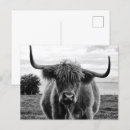 Recherche de taureaux cartes postales Portrait d'animal