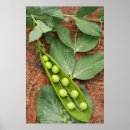 Recherche de pod posters Pea
