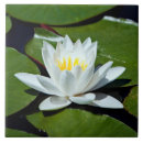 Recherche de nénuphars carreaux Nature