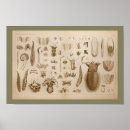 Recherche de sea life posters Ocean