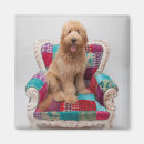 Recherche de chiot vintage magnets Chien