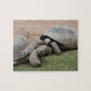 Recherche de tortue mignonne puzzles Tortues