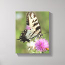 Recherche de beau photographie Papillon