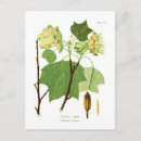 Recherche de liriodendron Tulipifera