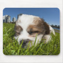 Recherche de chiot mignon tapis souris Humour