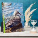 Recherche de ondulations photographie Oiseau