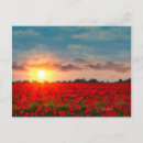 Recherche de coquelicots cartes postales Nature