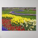 Zoek naar narcissen posters Tulp