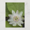 Recherche de passiflora cartes postales Galapagos