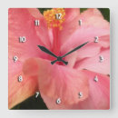 Zoek naar roze hibiscus klokken Bloem