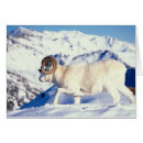 Recherche de dali cartes postales Mouton de montagne