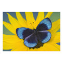 Zoek naar exotische vlinders posters Entomologie