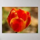 Zoek naar tulpen posters Kleur