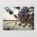 Recherche de blossom cartes postales Photographie de la nature
