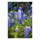 Zoek naar texas bluebonnet kunst Springtijd
