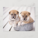 Recherche de baignoire cartes postales Animal