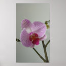Recherche de orchidées posters Rose