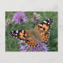 Zoek naar geschilderde vlinder briefkaarten Insect