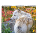 Recherche de loups calendriers Nature