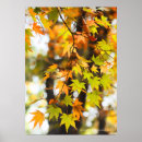 Recherche de érable rouge posters Feuilles d'automne