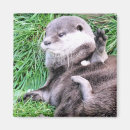 Recherche de loutre mignonne magnets Nature