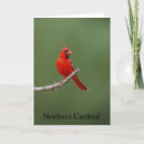 Recherche de oiseau rouge vœux cartes Oiseaux rouges