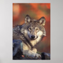 Zoek naar grijze wolf posters Dieren