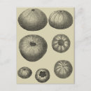 Recherche de étoiles mer cartes postales Océan