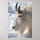 Zoek naar geiten posters Foto