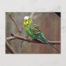 Recherche de perruque cartes postales Vert
