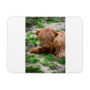 Recherche de veau magnets Bétail