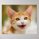 Recherche de funny cat posters Chaton