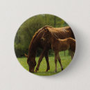 Recherche de juments et poulains badges Position