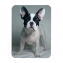 Recherche de french bulldog magnets Animaux domestiques