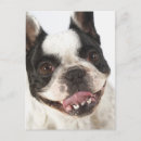 Recherche de museau cartes postales Plan studio