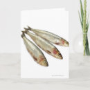 Recherche de sardines cartes postales Animaux