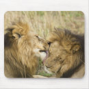 Recherche de masai mara tapis souris Panthera leo