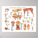 Recherche de anatomie chien posters Canine