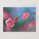 Recherche de plume cartes postales Rose