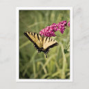 Recherche de buisson de papillon cartes postales Papillons