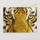 Recherche de yeux tigre cartes postales Jungle